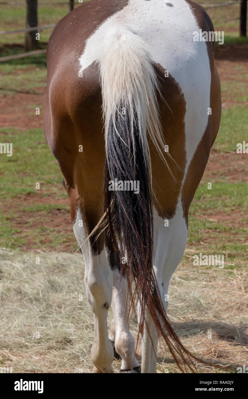 Una vista ravvicinata della parte posteriore di un marrone un cavallo bianco in un campo esterno di mangiare il fieno Foto Stock