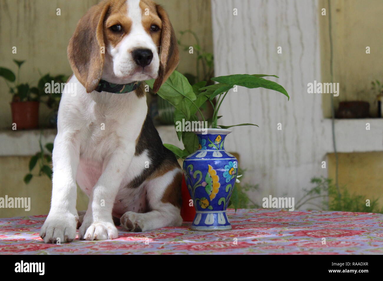 Beagle cucciolo Foto Stock