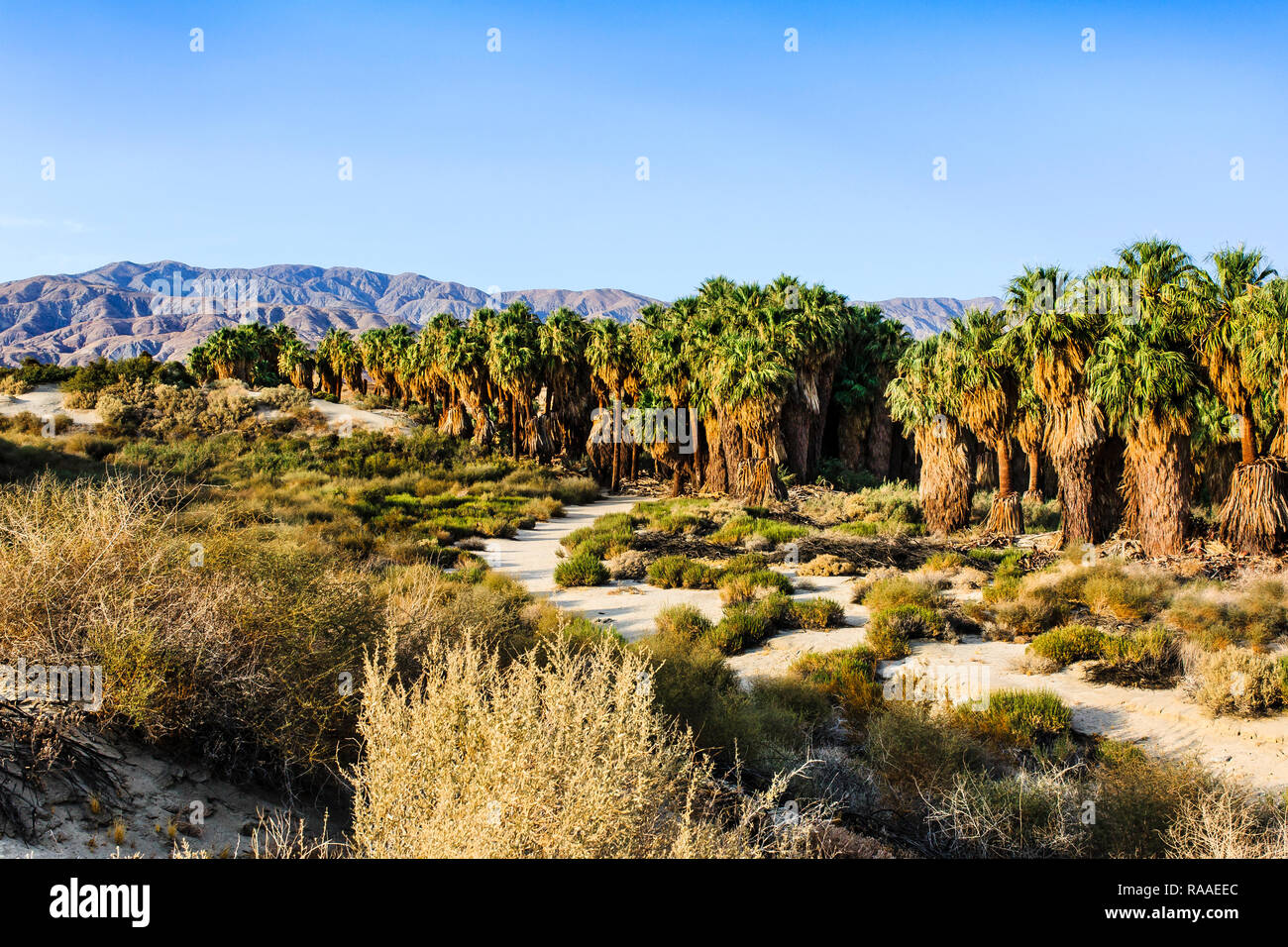 Le palme a Coachella Valley preservare Foto Stock