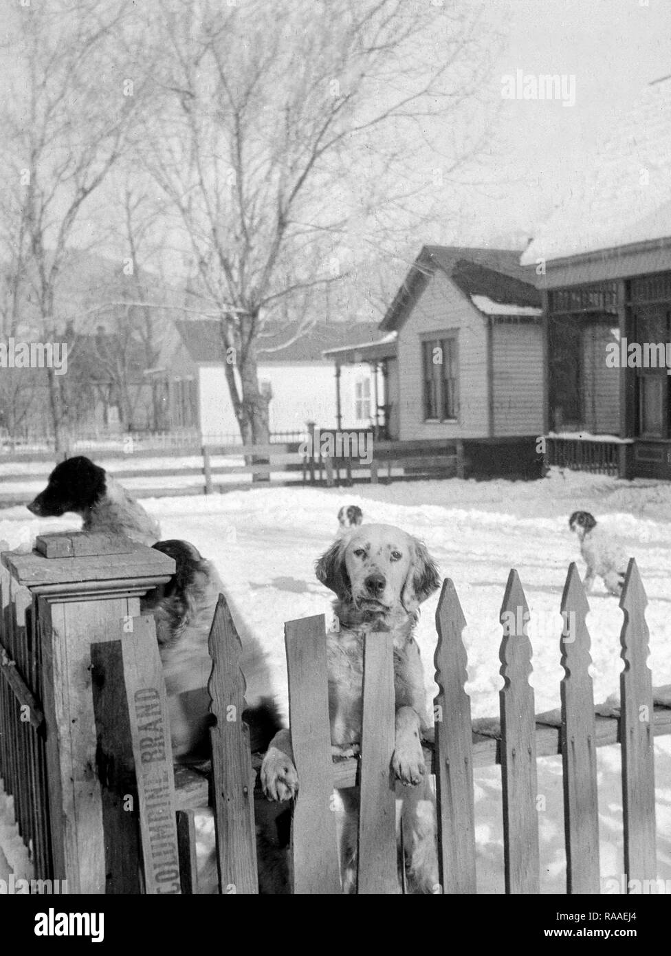 Cinque i cani a guardia della Picket Fence confine di una casa in Colorado, ca. 1930. Foto Stock