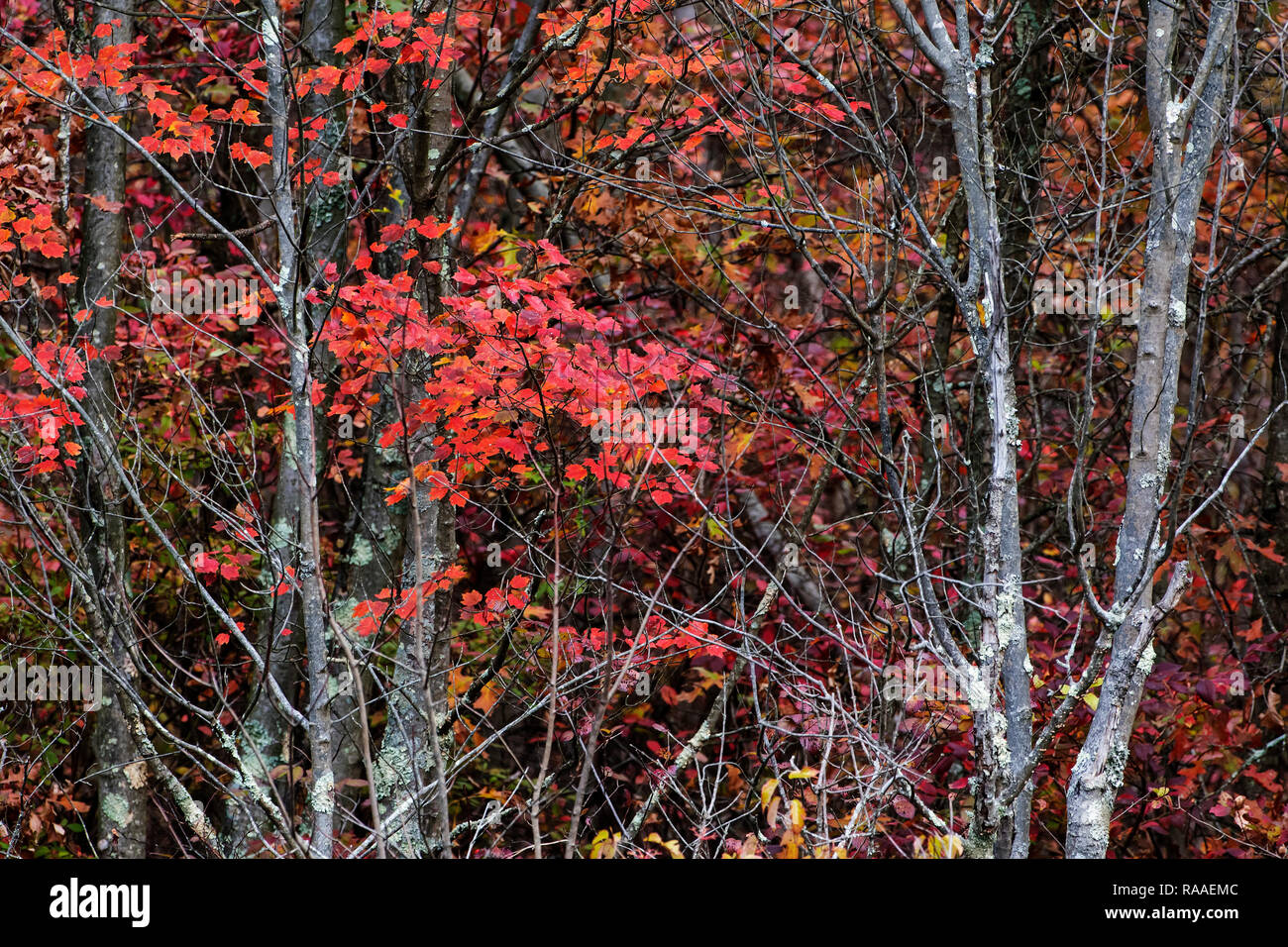 Autunno scenic con alberi e fogliame rosso in novembre Foto Stock