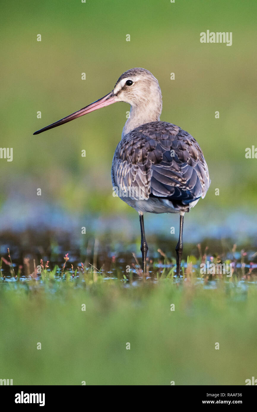 Hudsonian godwit durante la migrazione autunnale Foto Stock