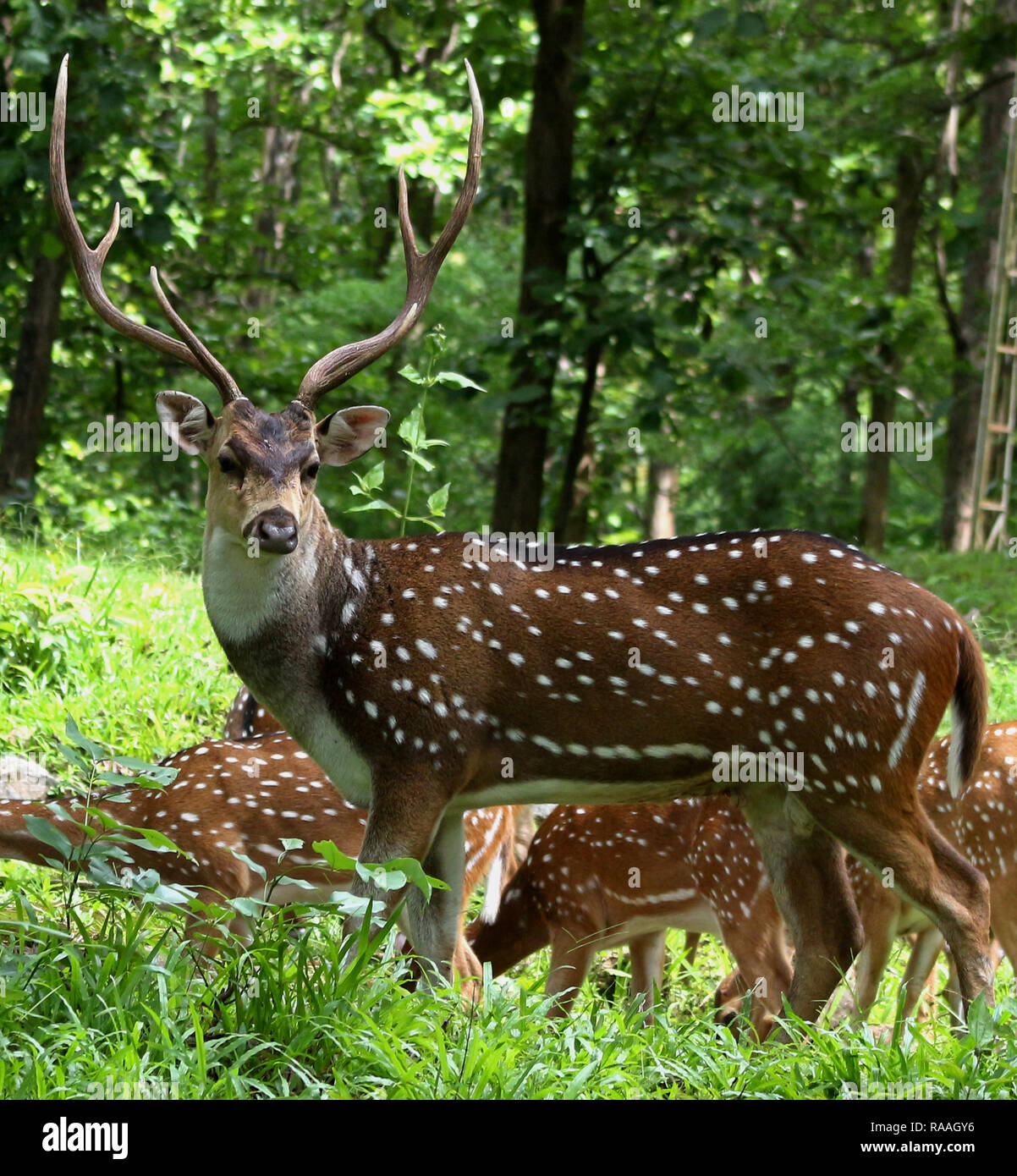 Il cervo nella foresta Foto Stock