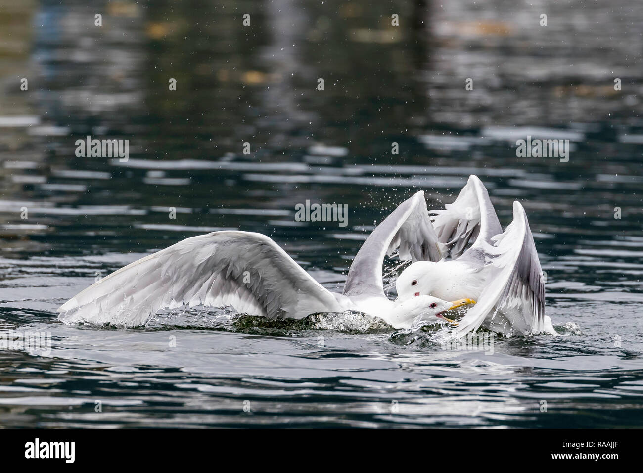 Glaucous-winged gabbiani, Larus glaucescens, lotta contro il cibo nei pressi di Pietroburgo, a sud-est di Alaska, Stati Uniti d'America. Foto Stock