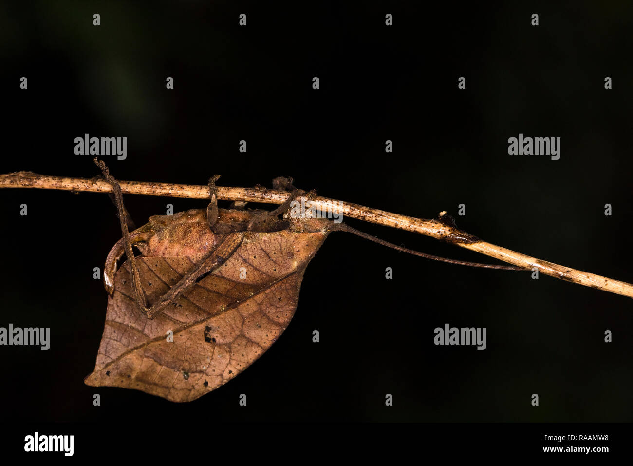 Katydid foglia-imitare insetto in Costa Rica Foto Stock