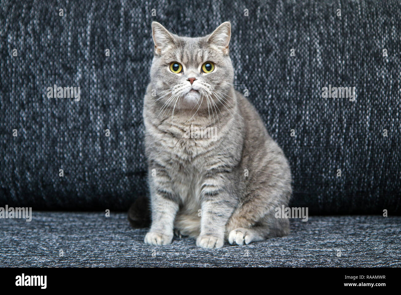 Il grazioso Britannico gatto sul divano, guardando un po' scettico e nervoso, come ha bocca storta. Foto Stock