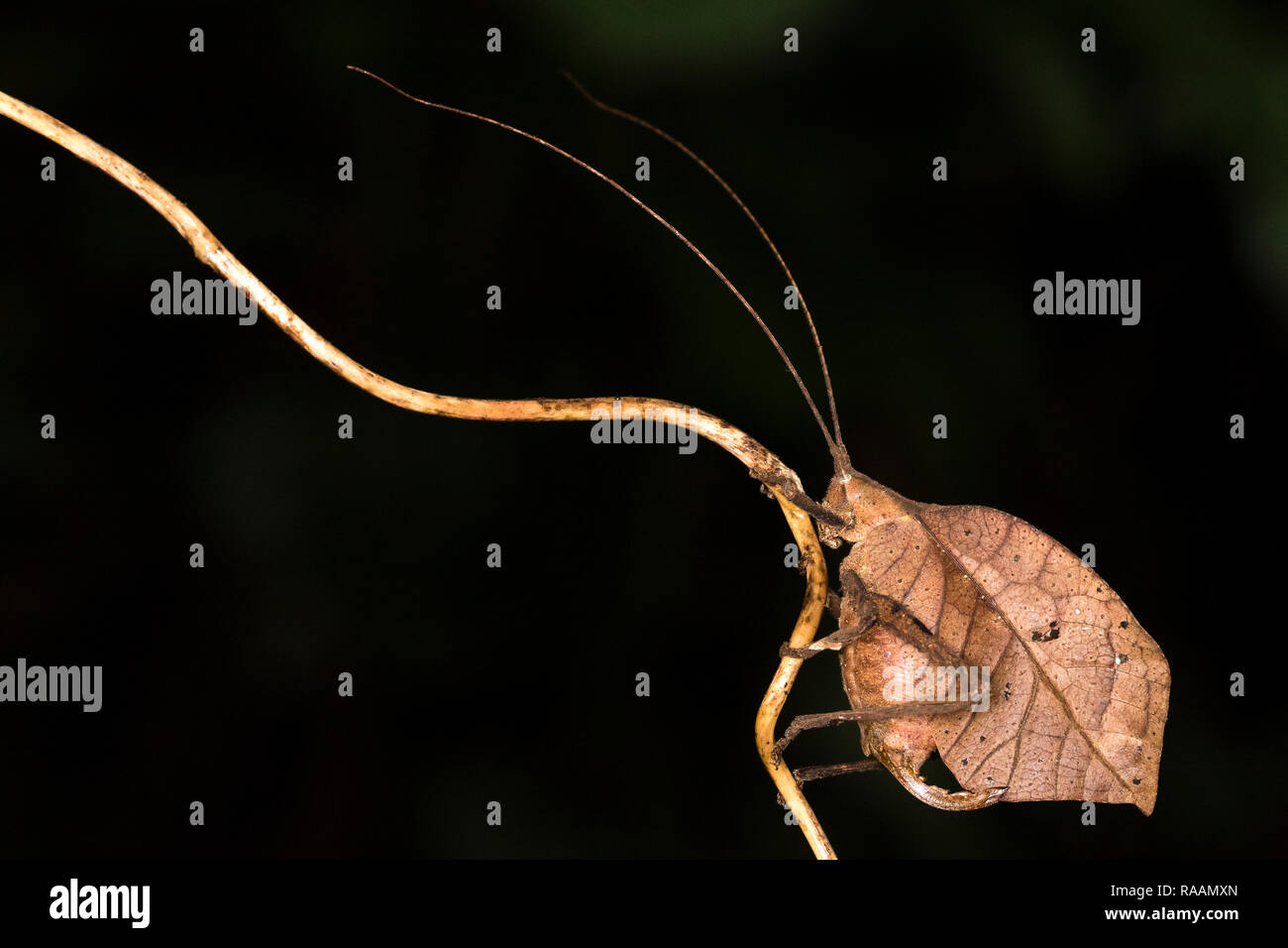 Katydid foglia-imitare insetto in Costa Rica Foto Stock