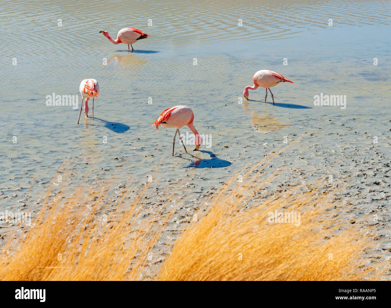 Quattro James Flamingo (Phoenicoparrus jamesi) alimentazione su alghe microscopiche nella laguna Hedionda nell'altipiano della Bolivia vicino al Salar de Uyuni. Foto Stock