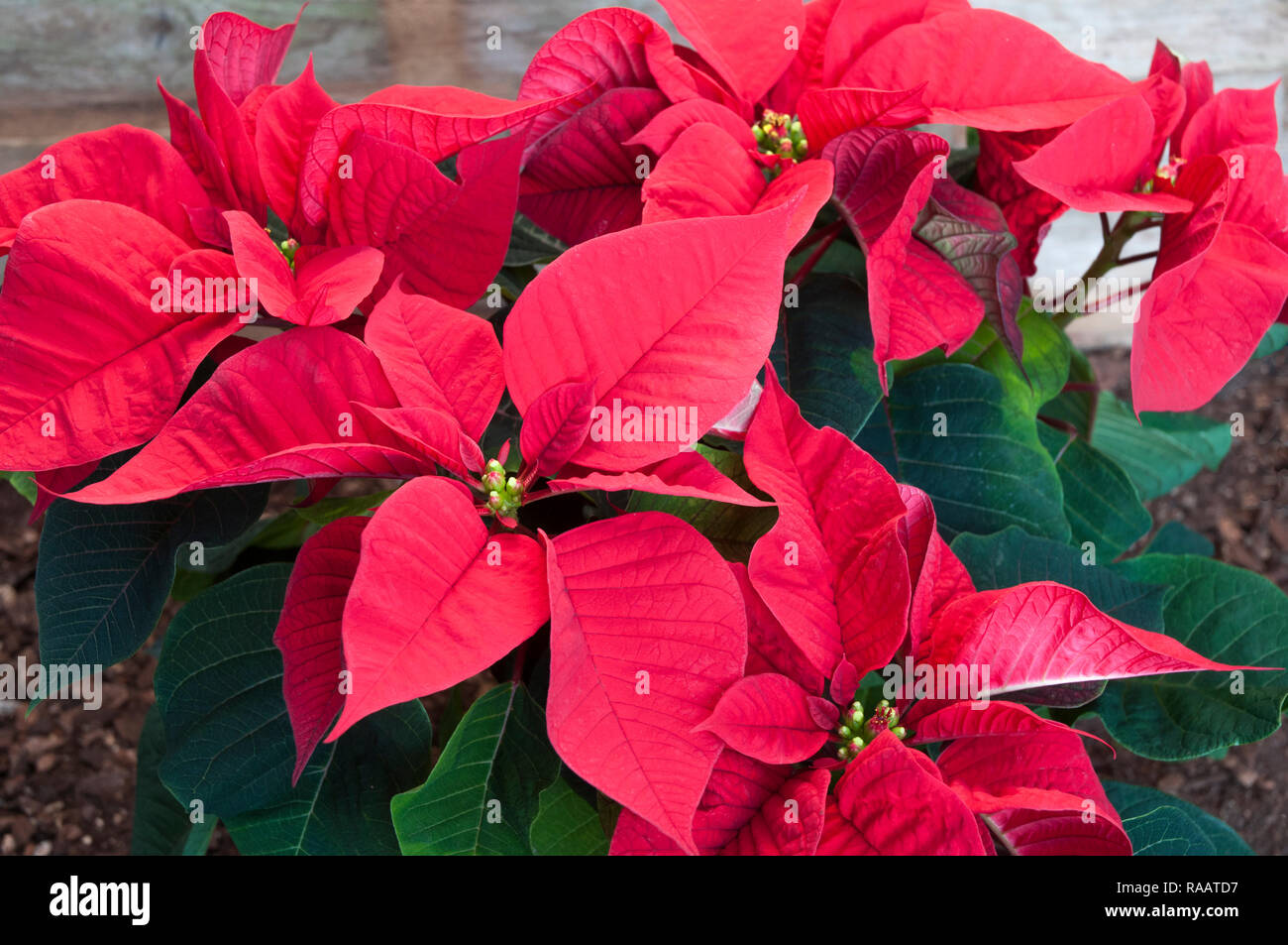 Poinsettia pulcherima mostra Bright Foglie rosse di piante di solito sono venduti a tempo di Natale altri colori sono di colore bianco crema e variegata di foglie Foto Stock