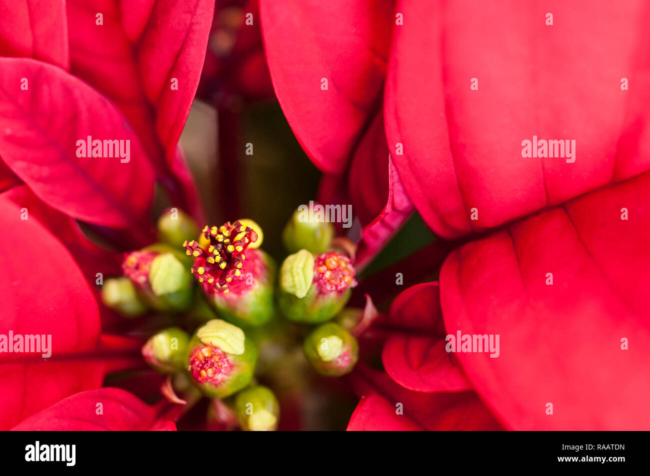 Close up Poinsettia pulcherima mostra Bright Foglie rosse di piante di solito sono venduti a tempo di Natale altri colori sono di colore bianco crema e variegate Foto Stock