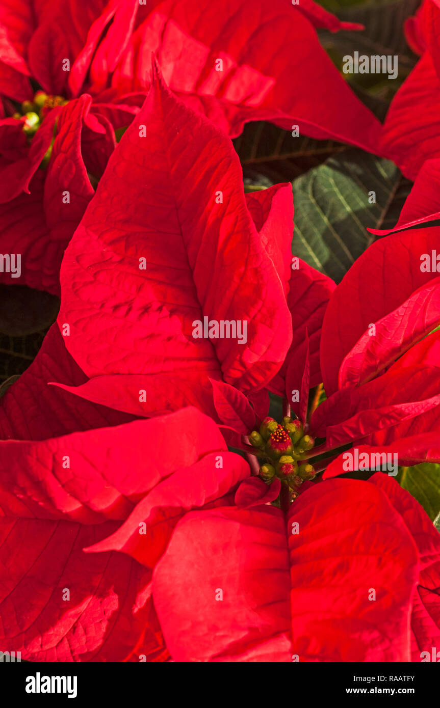 Close up Poinsettia pulcherima mostra Bright Foglie rosse di piante di solito sono venduti a tempo di Natale altri colori sono di colore bianco crema e variegate Foto Stock