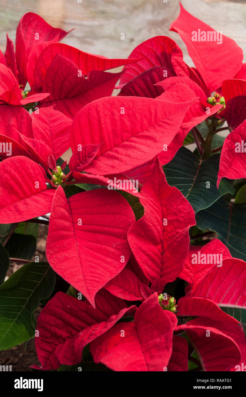 Poinsettia pulcherima mostra Bright Foglie rosse di piante di solito sono venduti a tempo di Natale altri colori sono di colore bianco crema e variegata di foglie Foto Stock