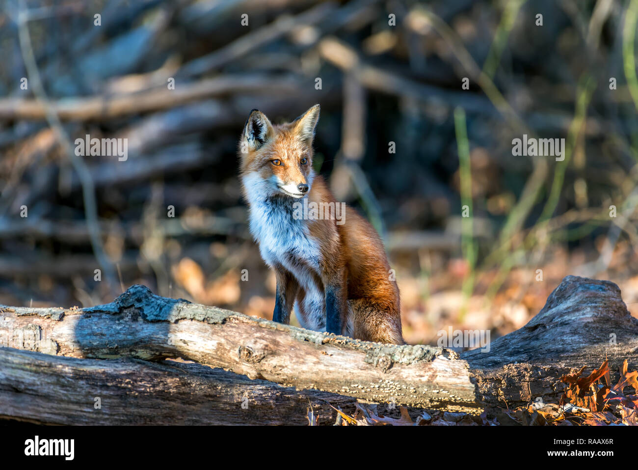 Wild Red Fox seduto in un bosco sotto la luce diretta del sole Foto Stock