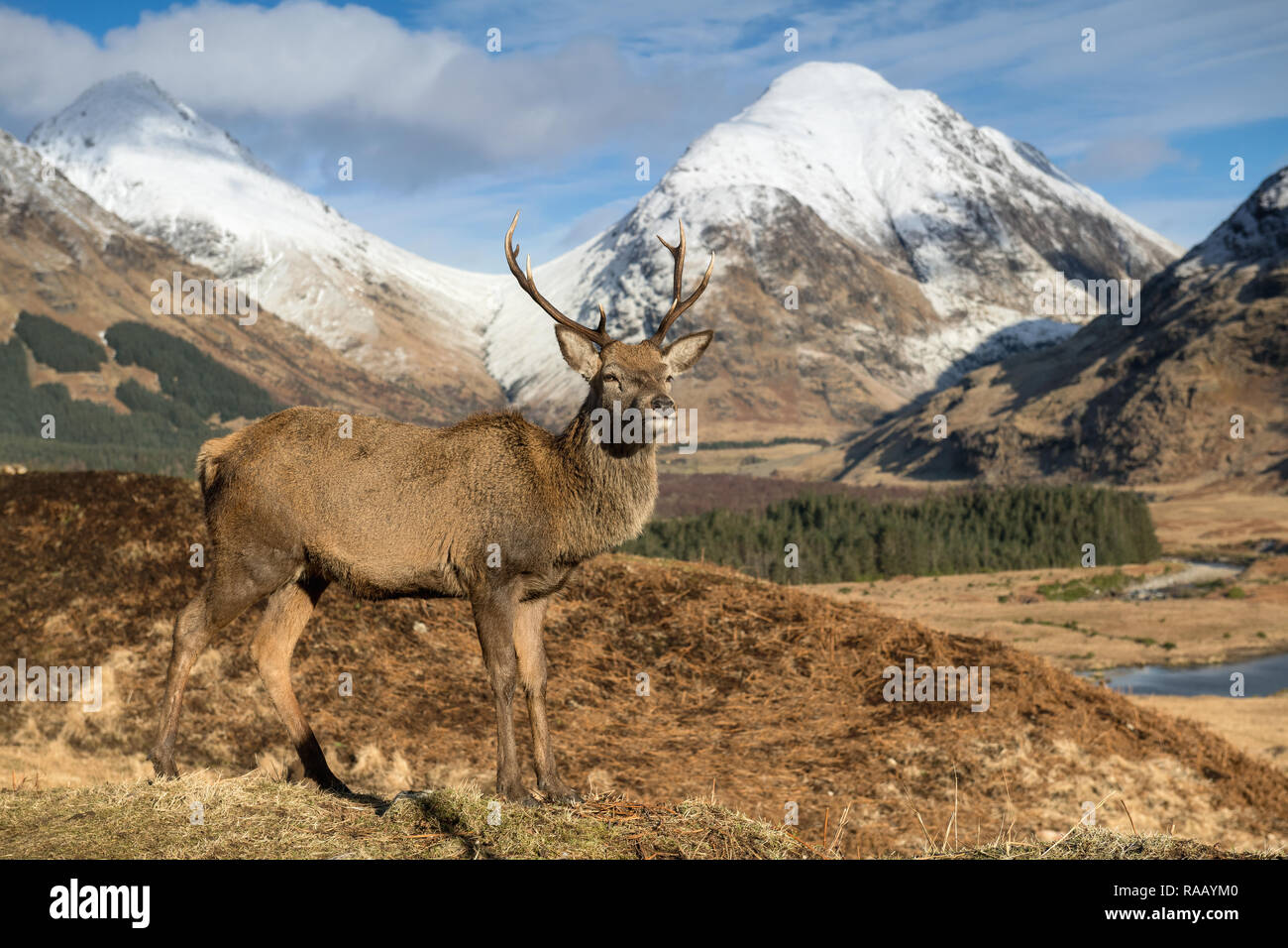 Red Deer Stag at Glen Etive, Scozia Foto Stock