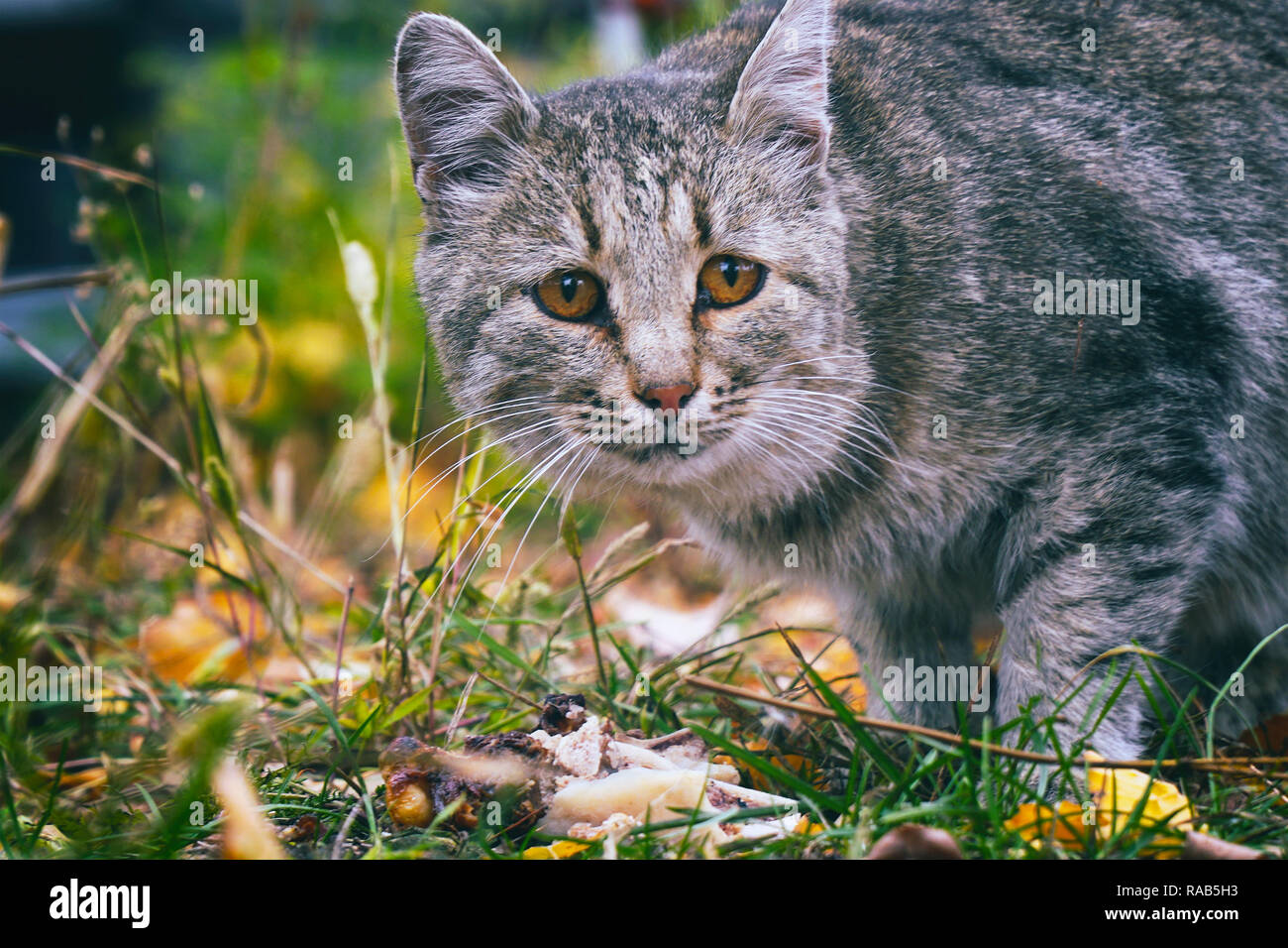Ritratto di un gatto grigio Foto Stock