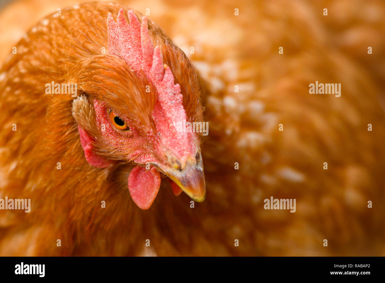 Close-up della testa di un brown hen mentre pascolano in una campagna. Foto Stock