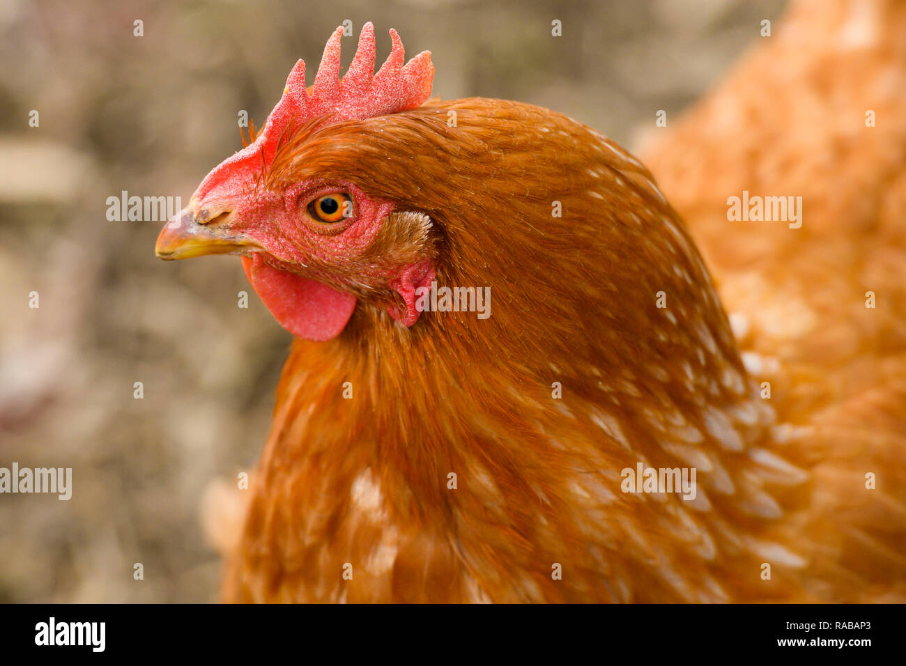 Close-up della testa di un brown hen mentre pascolano in una campagna. Foto Stock