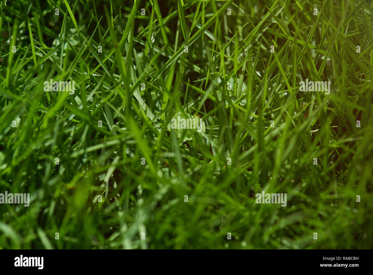 Erba verde tema. Estate verde bagnato cresca erba sfondo Foto Stock