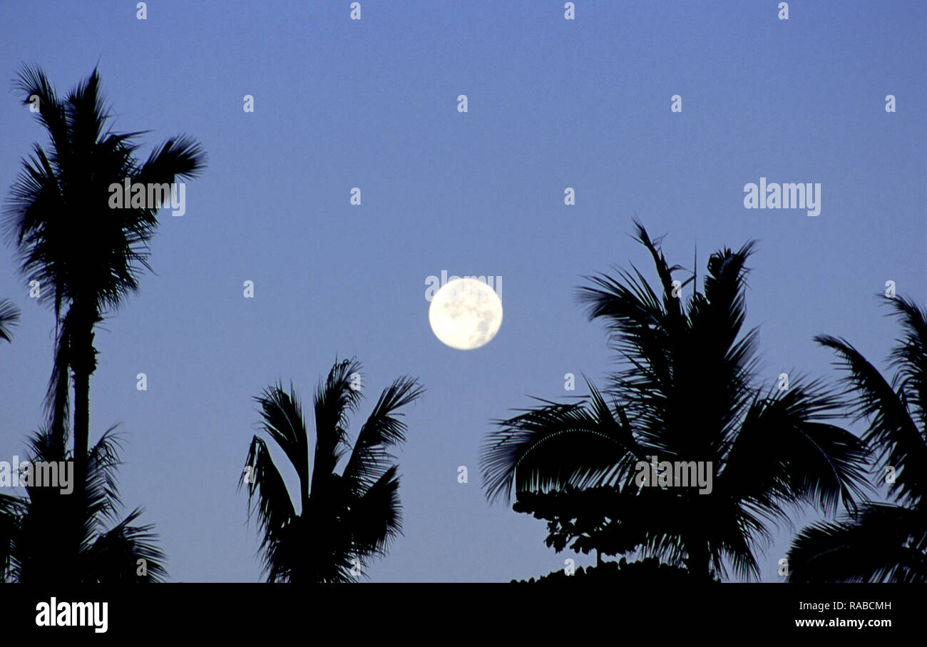 Luna piena ascesa e palme in Baja Messico Foto Stock