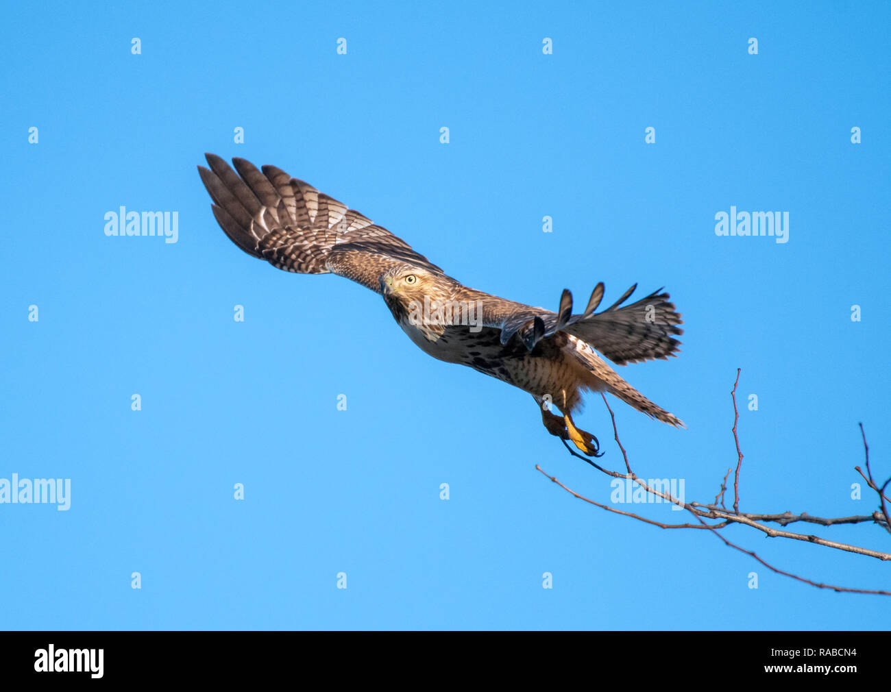 Un rosso giovane-tailed hawk, Buteo jamaicensis, prende il volo contro un cielo azzurro in Bossier City, La. Foto Stock
