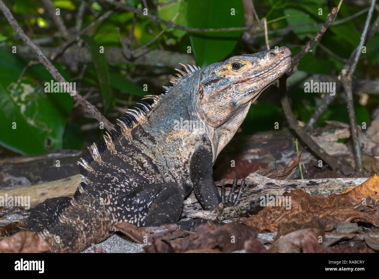 Spinosa nero-tailed iguana (Ctenosaura similis) ritratto, Manuel Antonio National Park, Puntarenas, Costa Rica Foto Stock