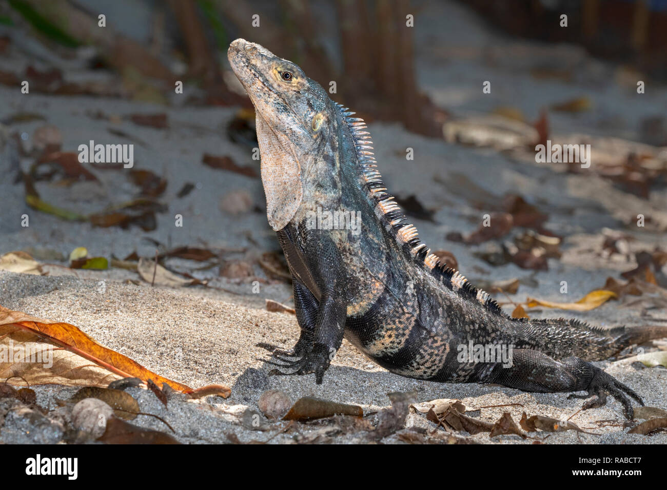Spinosa nero-tailed iguana (Ctenosaura similis) in atteggiamento minaccioso, Manuel Antonio National Park, Puntarenas, Costa Rica Foto Stock