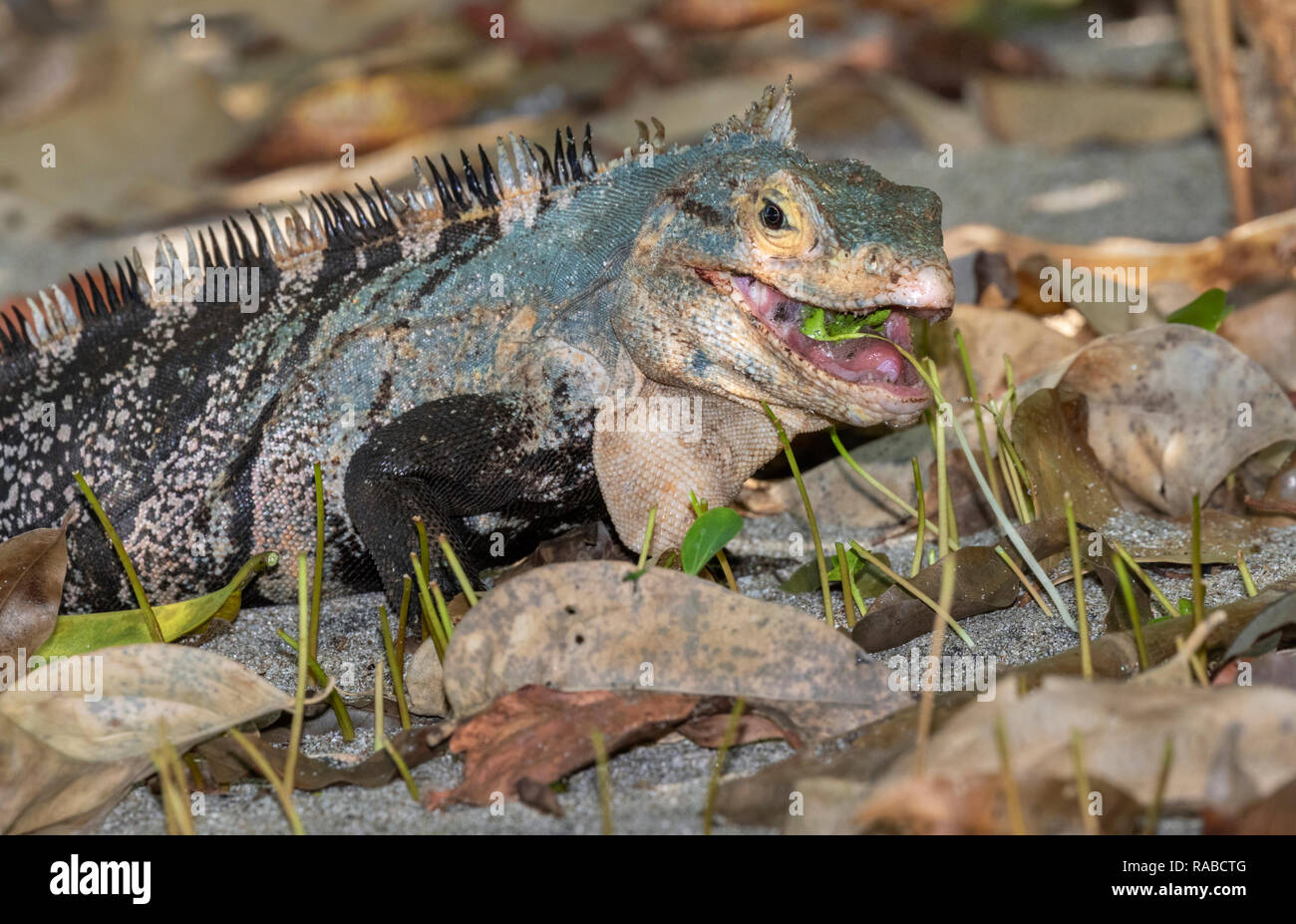 Spinosa nero-tailed iguana (Ctenosaura similis) ieating erba, Manuel Antonio National Park, Puntarenas, Costa Rica Foto Stock