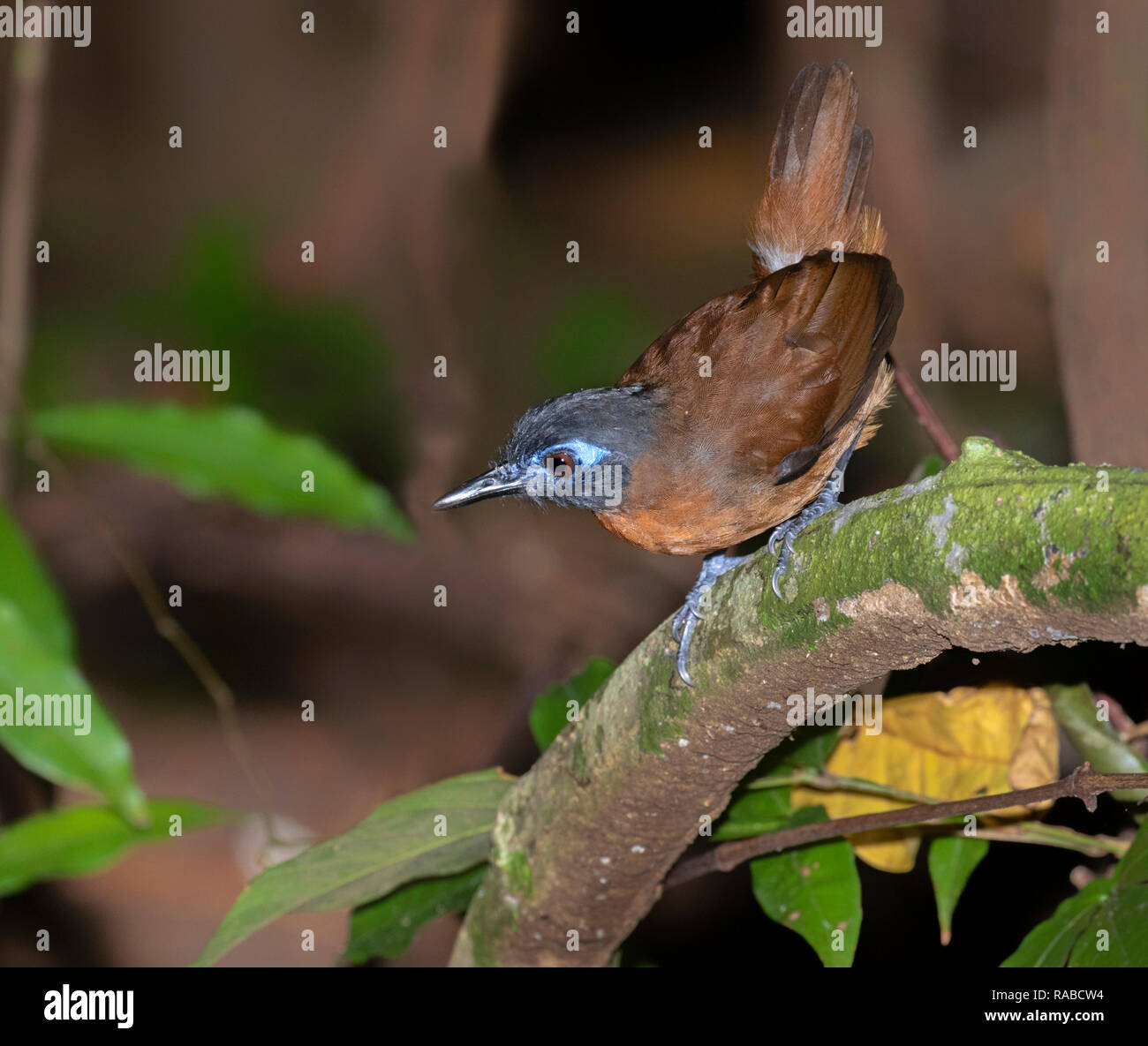 Backup di castagno antbird (Poliocrania exsul) cerca di insetti sul suolo della foresta pluviale, Manuel Antonio National Park, Puntarenas, Costa Rica Foto Stock
