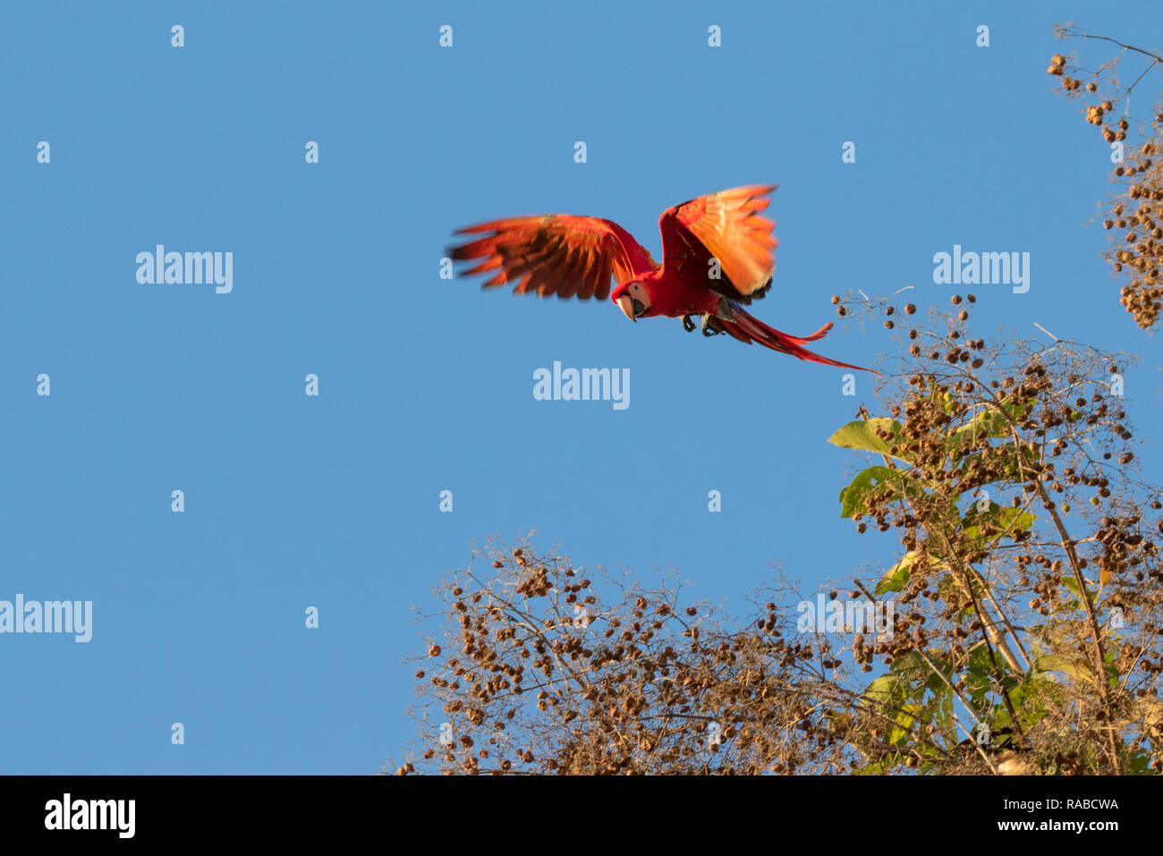 Scarlet Macaw (Ara macao) volare sopra il dado di alberi in cielo blu, Puntarenas, Costa Rica Foto Stock