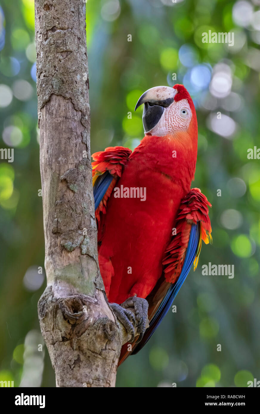 Scarlet Macaw (Ara macao) di arrampicarsi su un albero nella foresta pluviale, Puntarenas, Costa Rica Foto Stock