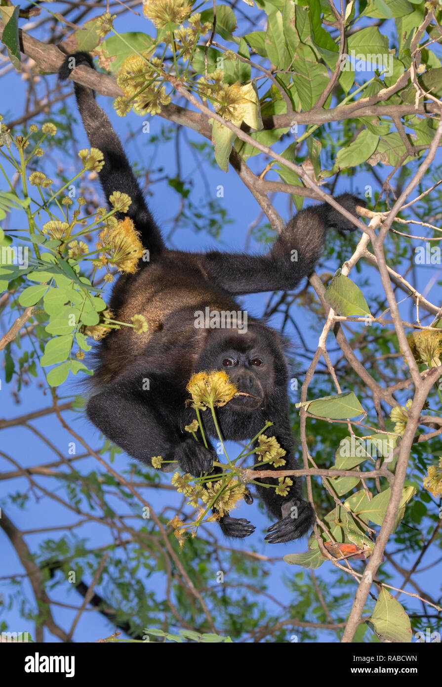 Mantled scimmia urlatrice (Alouatta palliata) appeso a un albero e mangiare giovani foglie e fiori in il baldacchino della foresta pluviale, Puntarenas, Costa Rica Foto Stock