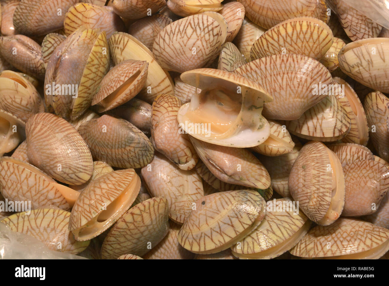 Surf vongola, collo corto vongola, moquette clam shell di Venere, Baby clam Foto Stock