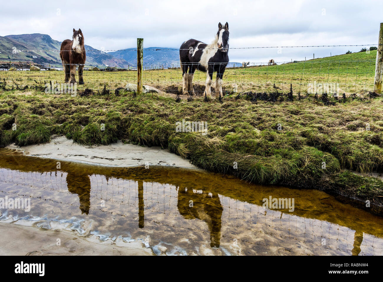 Marghera, County Donegal, Irlanda. Il 3° gennaio 2019. I cavalli sono riflesse in spiaggia su un nuvoloso giorno sulla costa nord-ovest Credito: Richard Wayman/Alamy Live News Foto Stock