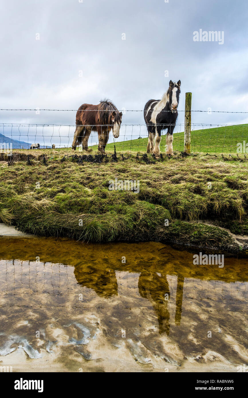Marghera, County Donegal, Irlanda. Il 3° gennaio 2019. I cavalli sono riflesse in spiaggia su un nuvoloso giorno sulla costa nord-ovest Credito: Richard Wayman/Alamy Live News Foto Stock