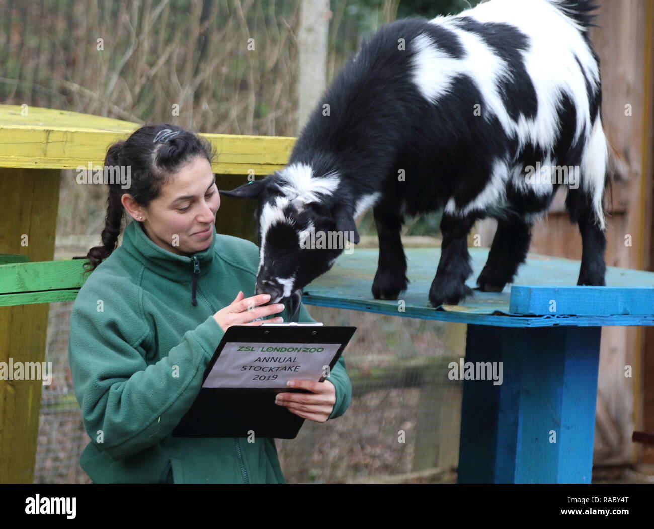 Un custode dello zoo allo Zoo di Londra visto nigeriano di conteggio capre nane e West African capre pigmee durante lo Zoo di inventario annuo. Prendersi cura di più di 700 diverse specie, ZSL London Zoo keepers affrontare il difficile compito di contati ogni mammifero, uccelli, rettili di pesci e invertebrati allo Zoo, contando tutto da una truppa di curiosi scimmie scoiattolo per specie gravemente minacciate le tigri di Sumatra e Bactrian cammelli. Foto Stock