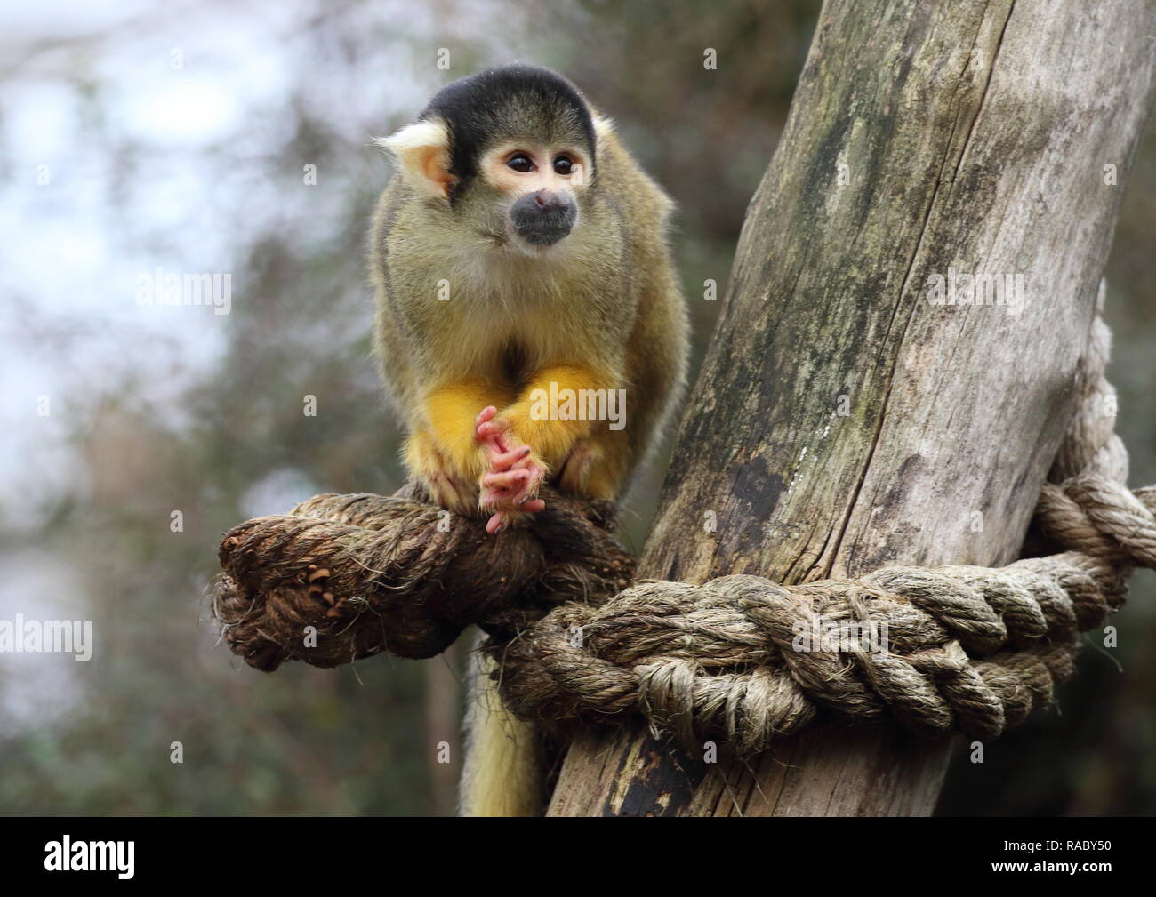 Una Scimmia di scoiattolo visto durante lo Zoo di inventario annuo. Prendersi cura di più di 700 diverse specie, ZSL London Zoo keepers affrontare il difficile compito di contati ogni mammifero, uccelli, rettili di pesci e invertebrati allo Zoo, contando tutto da una truppa di curiosi scimmie scoiattolo per specie gravemente minacciate le tigri di Sumatra e Bactrian cammelli. Foto Stock