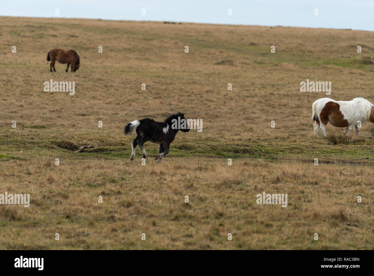 Parco nazionale di Dartmoor il giorno di Capodanno 5-6 Foto Stock