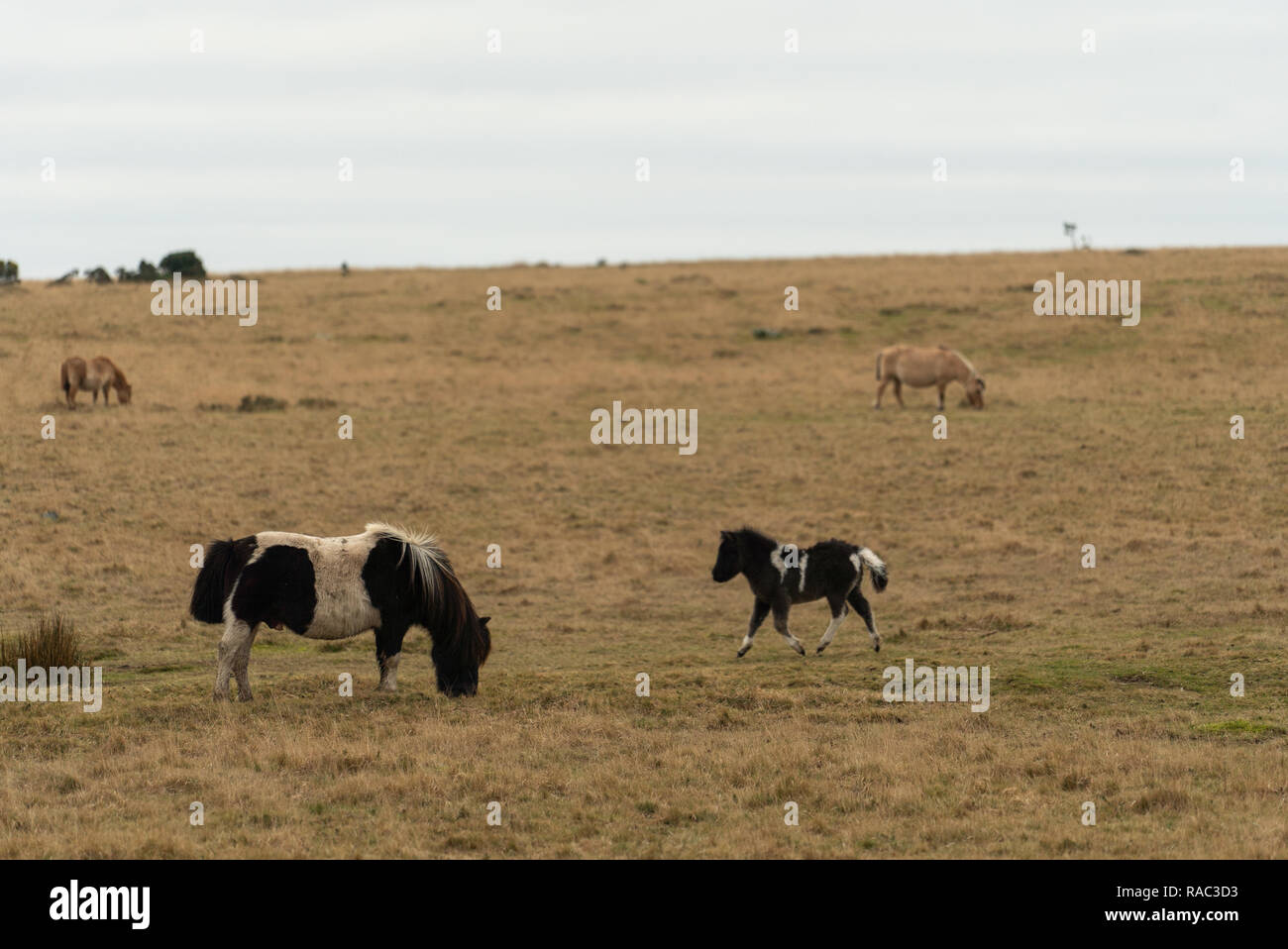 Parco nazionale di Dartmoor il giorno di Capodanno 4-6 Foto Stock