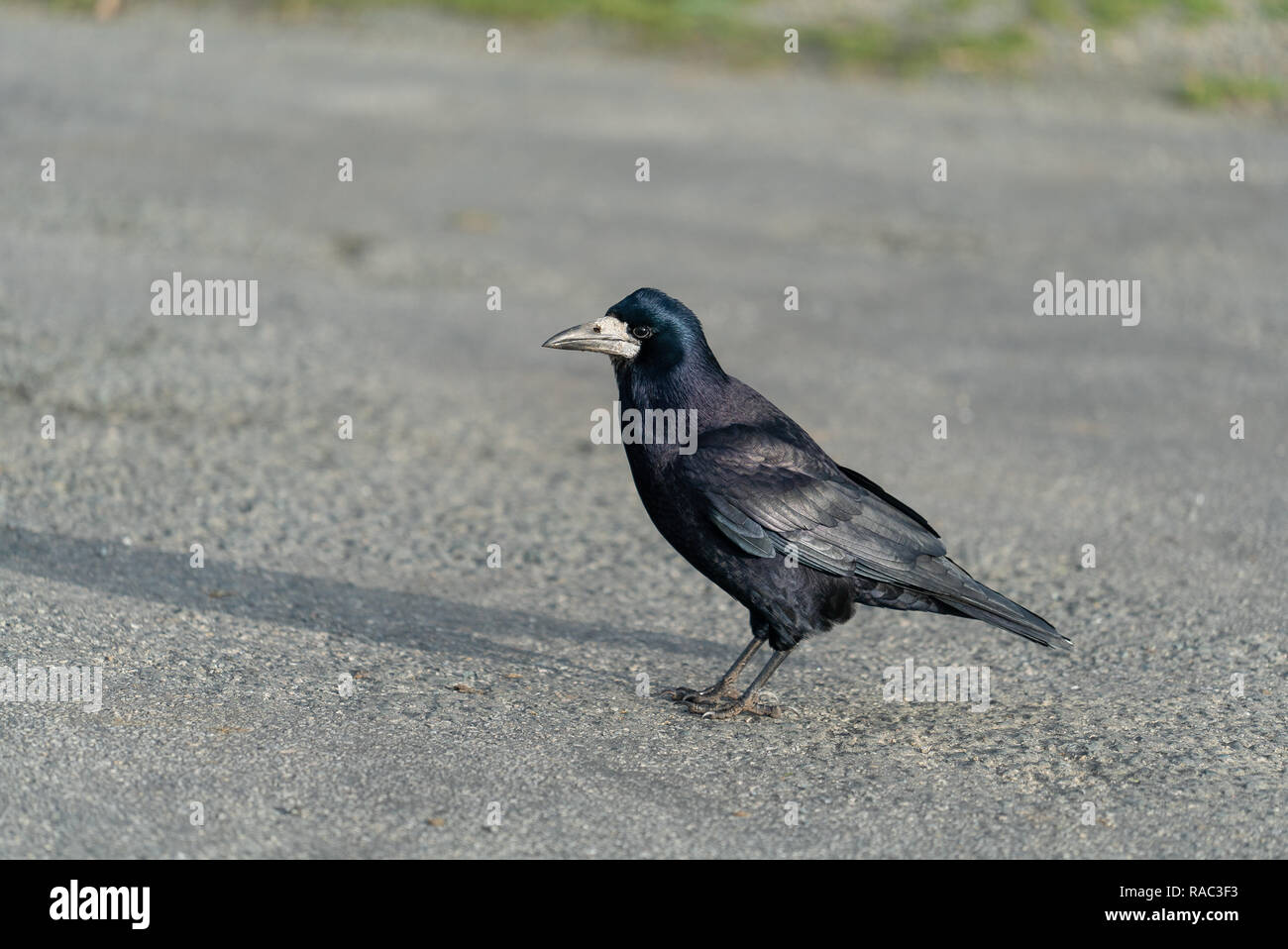 L Anno Del Corvo Immagini E Fotos Stock Alamy