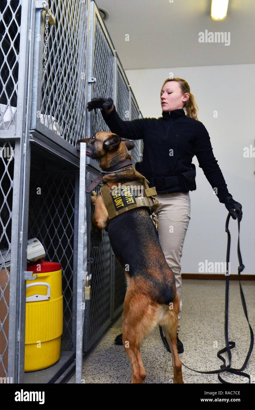 Stati Uniti Air Force militare cane lavoro Delly e il suo staff di handler Sgt. Sara Lione assegnato al trentunesimo delle forze di sicurezza Squadron da Aviano, ispezionare le aree che possono avere residui di esplosivo a Caserma Ederle, Vicenza, Italia, Gennaio 17, 2017. Militari di cane da lavoro le squadre sono utilizzati in pattuglia, farmaco e rilevamento esplosivi e specializzato funzioni di missione per il Dipartimento della difesa e di altre agenzie governative. Il militare 525th cane da lavoro di distacco, la formazione congiunta con la polizia italiana Squadra Cinofili K9 aeroporto di Venezia e la Questura di Padova e U.S. Air Force. Foto Stock