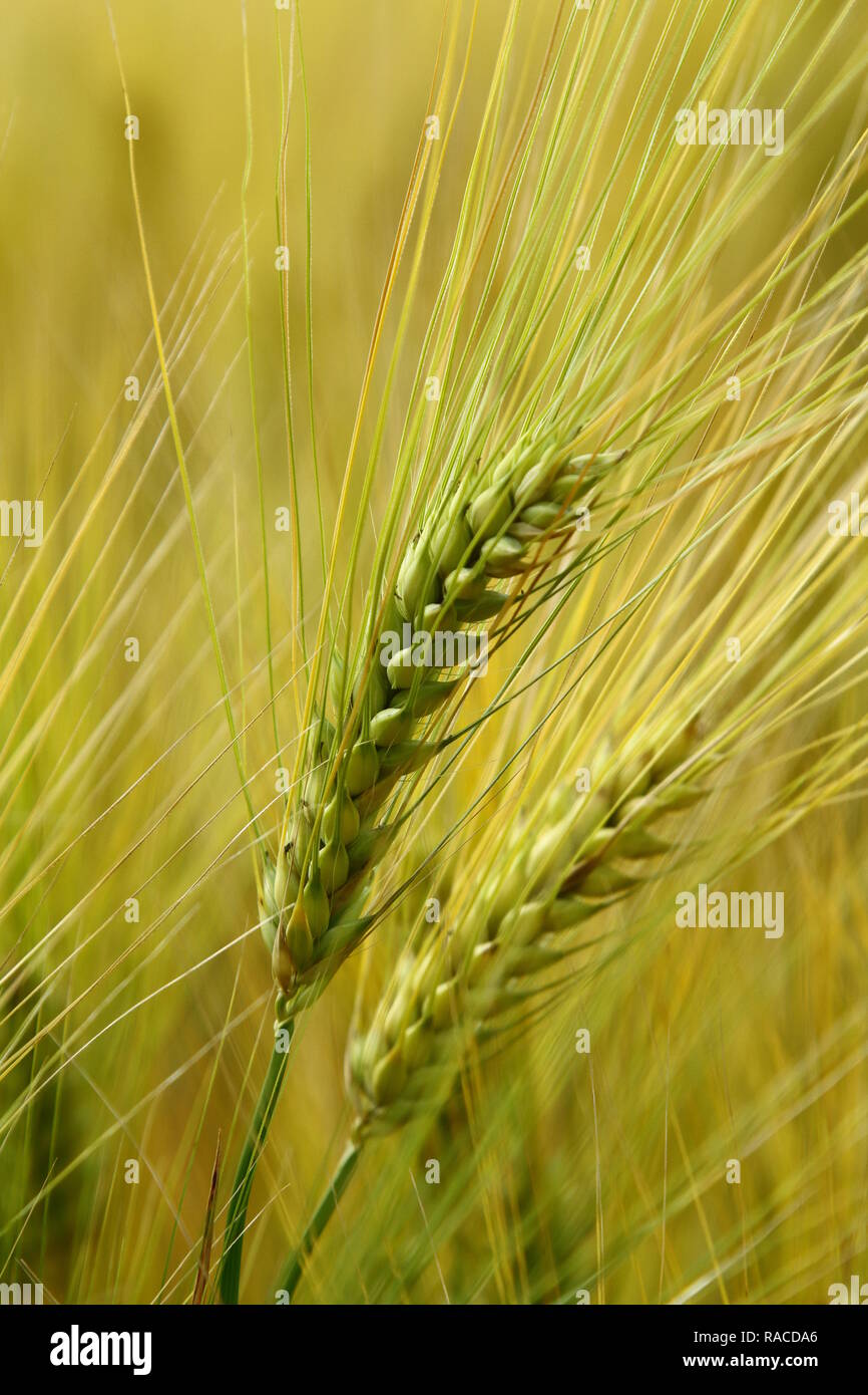 Un sano raccolto di grano coltivate in Oxfordshire campagna dell Inghilterra mostrando grande i prodotti britannici. Alta qualità della produzione alimentare anche durante la calda estate meteo. Efficiente coltivazione di seminativi nel Regno Unito . British produttività. Moody per la copertina del libro. Alamy/ Russell Moore. Foto Stock
