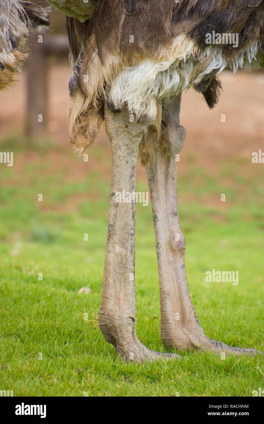 Gambe di struzzo, le piume e i piedi in erba, chiudere fino in Sud Africa Foto Stock