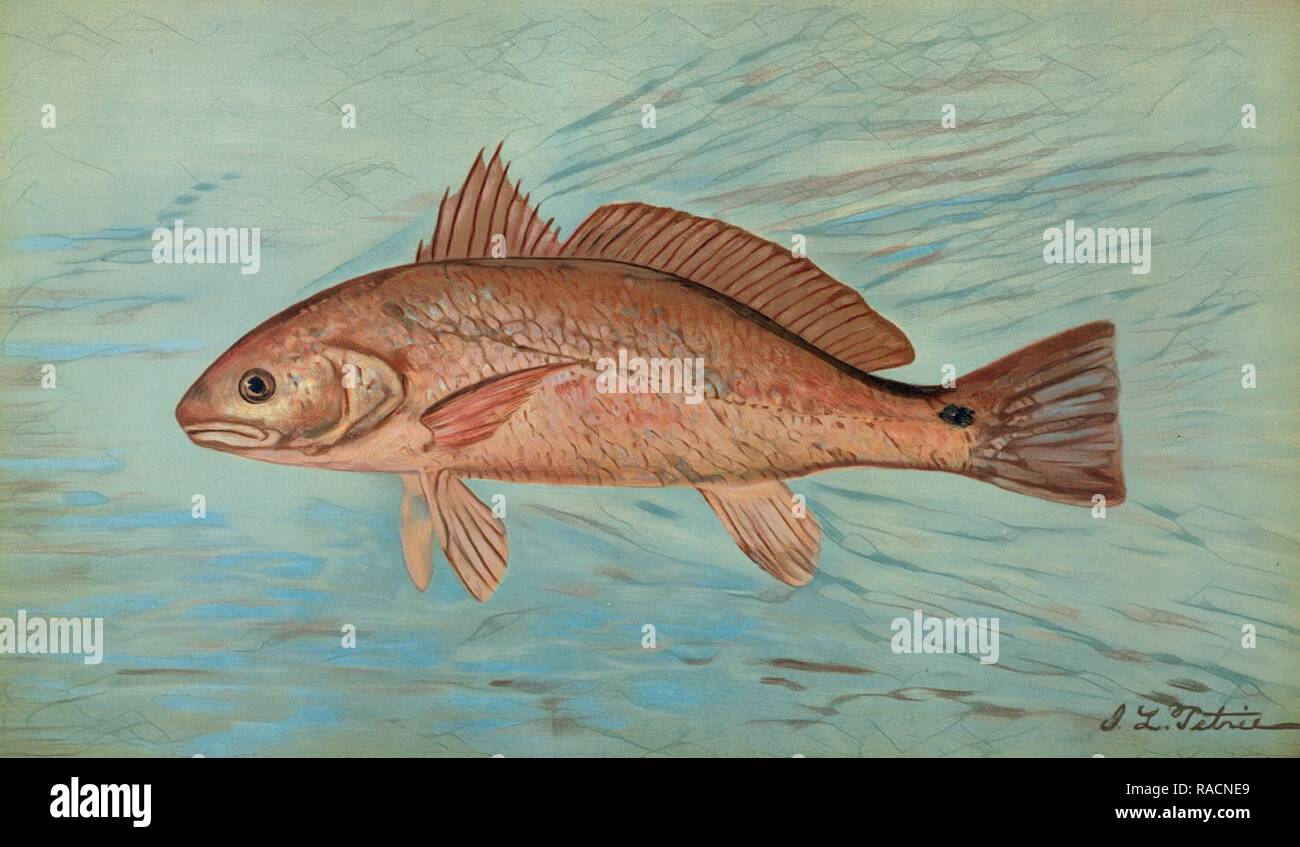 Il tamburo rosso o canale Bass, Scioena ocellata, Harris, William C. (William Charles), 1830-1905, (Autore), Petrie, J reinventato Foto Stock