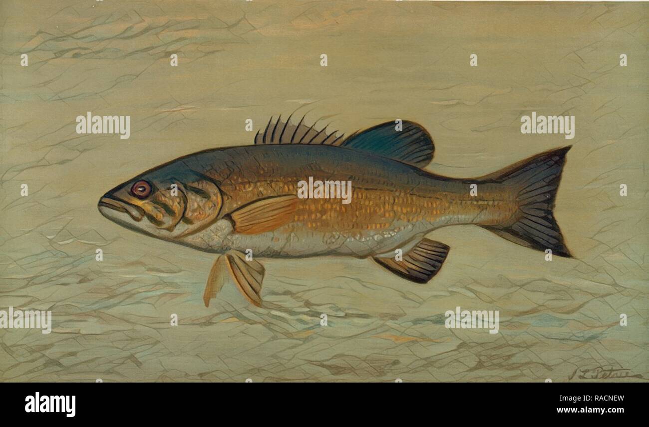Il Small-Mouthed Black Bass, Micropterus dolomieu, Harris, William C. (William Charles), 1830-1905, (Autore), Petrie reinventato Foto Stock