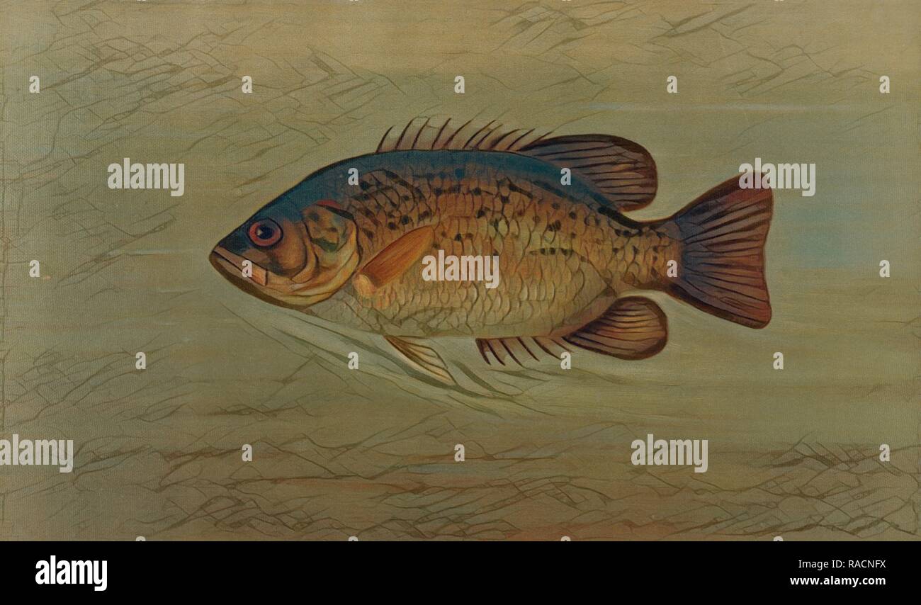 Il Comune Sunfish, Eupomotis gibbosus, Harris, William C. (William Charles), 1830-1905, (Autore), Petrie, J. L. ( reinventato Foto Stock