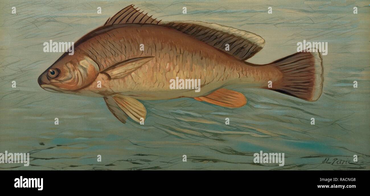 Il Giallo pesce persico, Perca flaverscens, Harris, William C. (William Charles), 1830-1905, (Autore), Petrie, J. L. (artista reinventato Foto Stock
