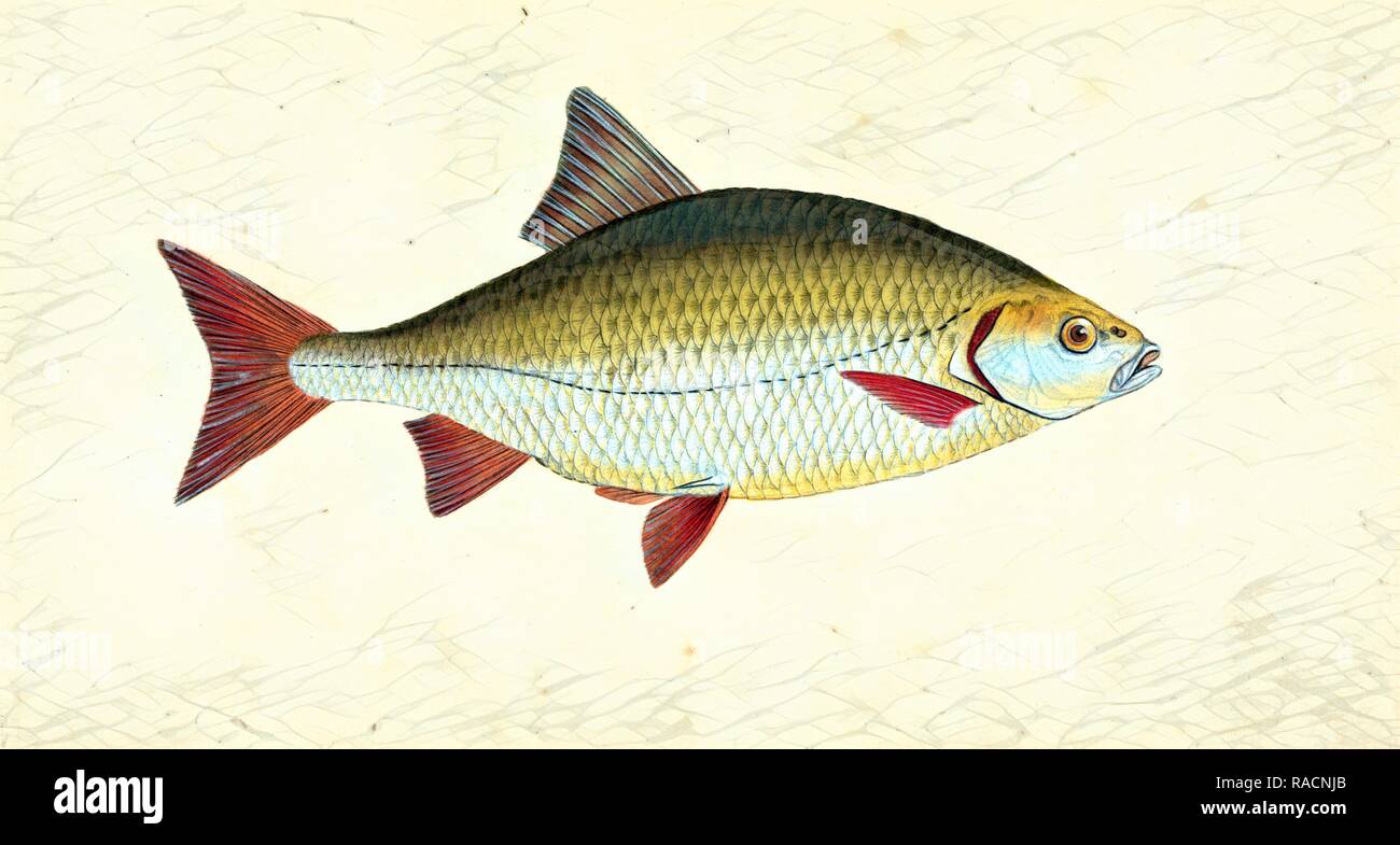 Occhi rossi, Cyprinus erythropthalmus, 1803, British pesci, Donovan, E. (Edward), 1768-1837, (l'autore. Reinventato Foto Stock