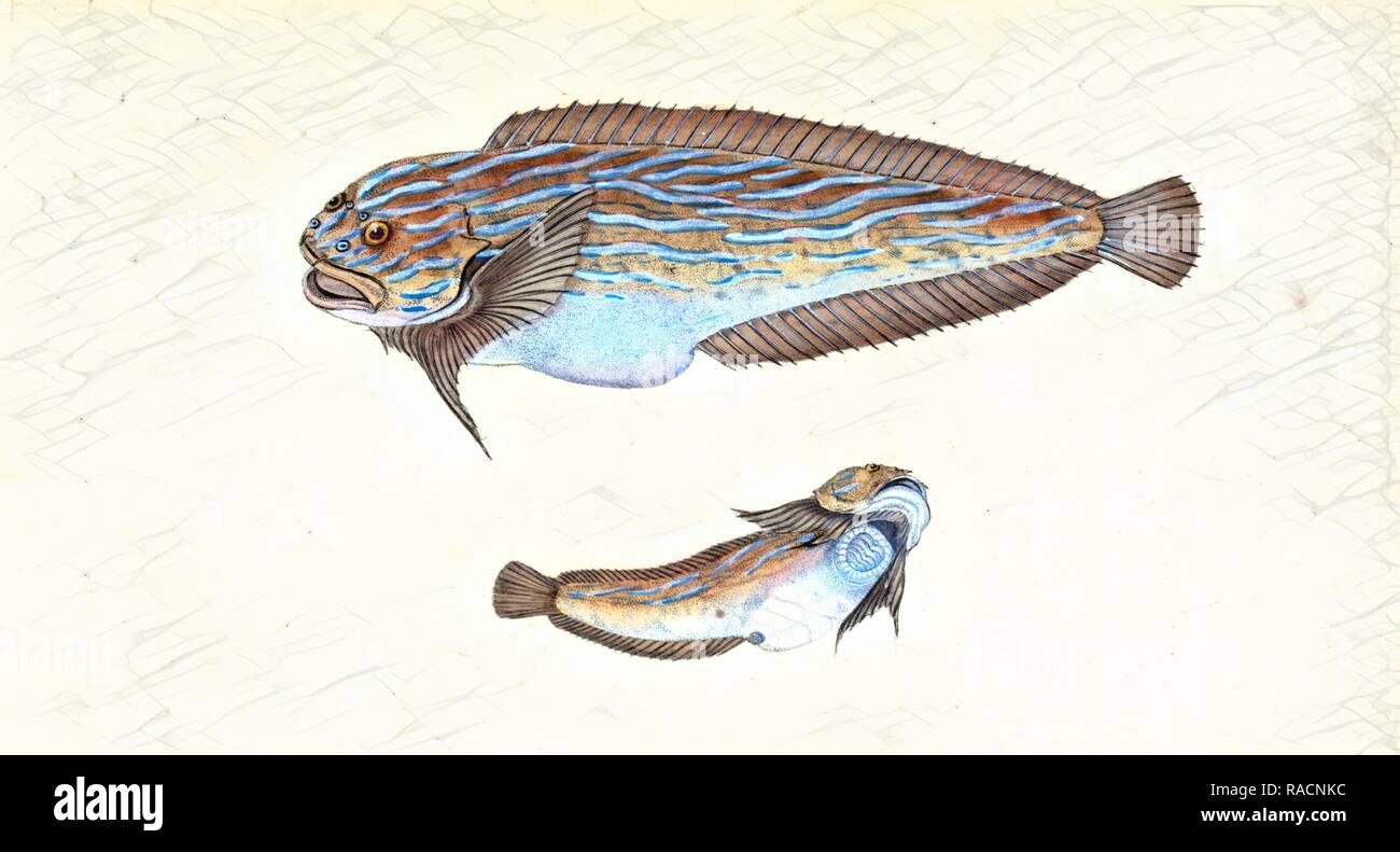 Trimaculated Wrasse, Labrus trimaculatus, 1803, British pesci, Donovan, E. (Edward), 1768-1837, (l'autore. Reinventato Foto Stock