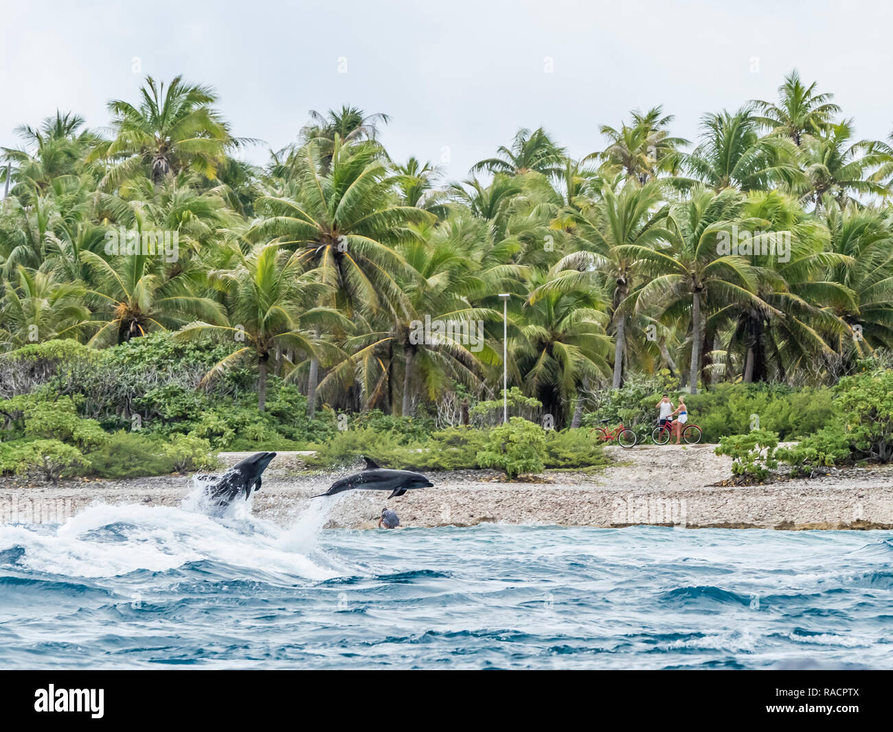 Comune di adulti tursiope (Tursiops truncatus) saltando vicino a riva, Rangiroa, Tuamotus, Polinesia francese, South Pacific Pacific Foto Stock