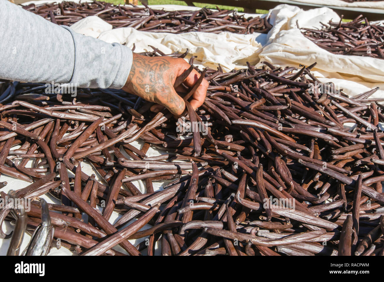 Baccelli di vaniglia dalla Vallée de la Vanille plantation essendo ordinata su Taha'a, Isole della Società, Polinesia francese, South Pacific Pacific Foto Stock